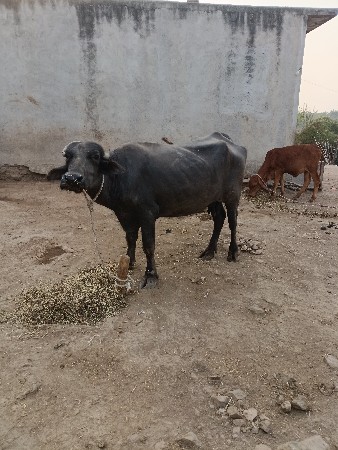 थंबनेल 3