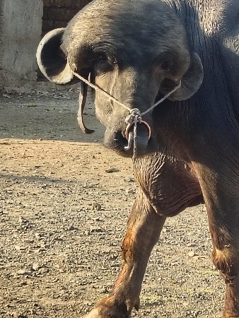 પાડો વેચવાનો છે