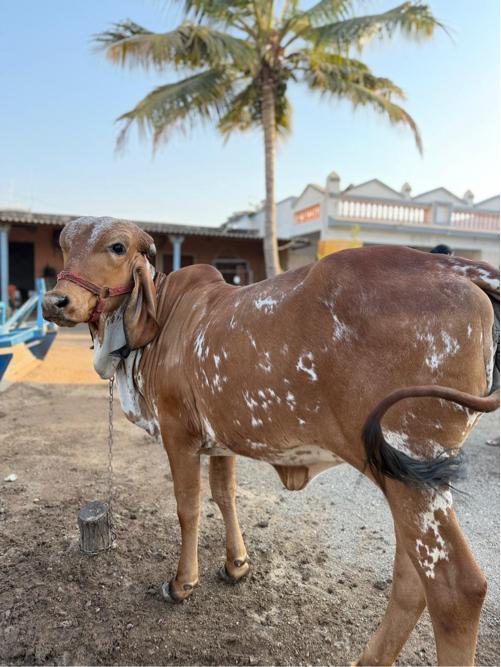 थंबनेल 3