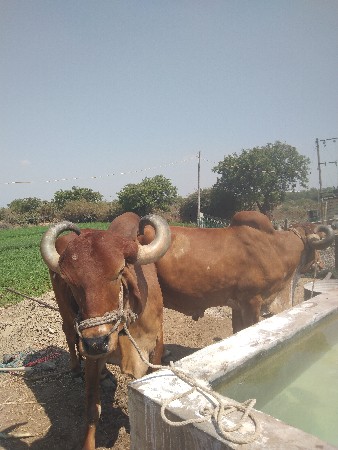 थंबनेल 3