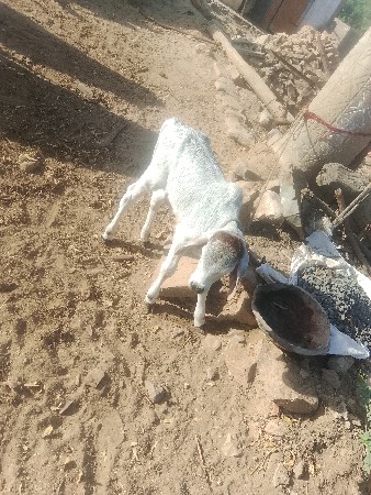 થંબનેલ 2