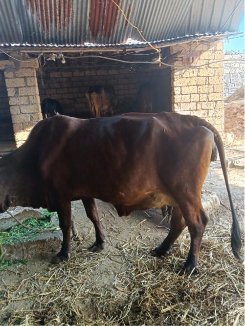 ગાય વેચવાની છે  ગીર ક્રોસ છે 10 દિવસ નિ કાચી છે