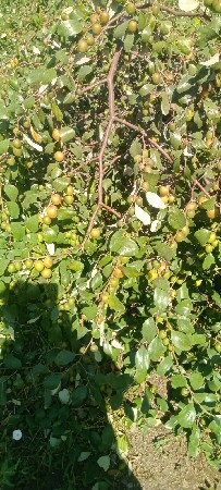 થંબનેલ 3