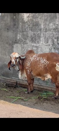 थंबनेल 2