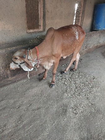 હોડકી વેચવાની