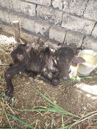 ભેંસ વેચવાની છે