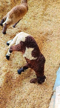 ઘેટા વેચવાના છે 2