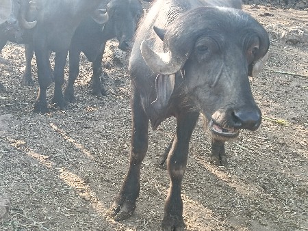 બ અઢી વર્ષનો પાડો