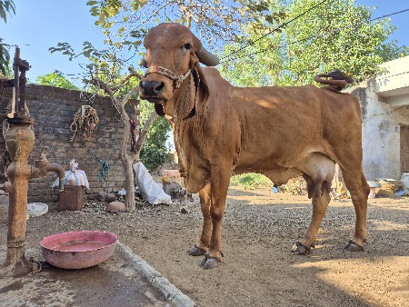 થંબનેલ 2