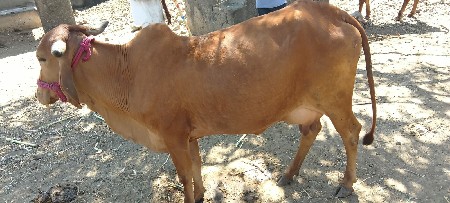 थंबनेल 3