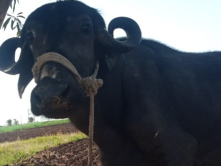 વેચવાની શે 20,25 દીની કાચી શે