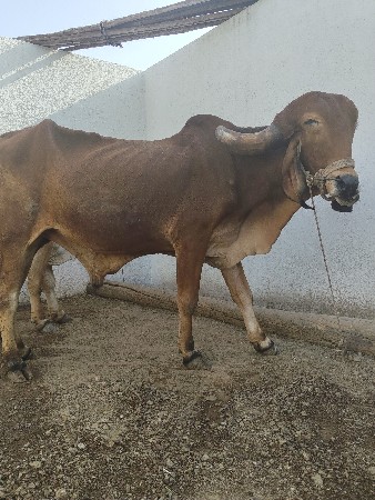 થંબનેલ 4