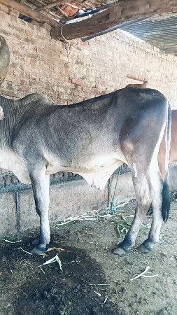 થંબનેલ 2