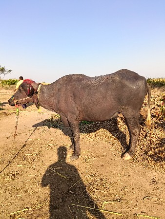 थंबनेल 3