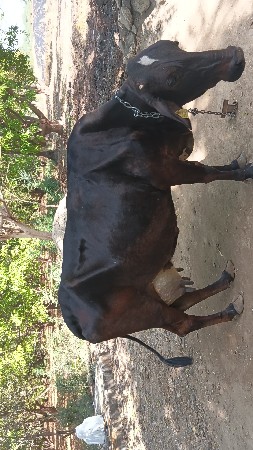 વેસવાની