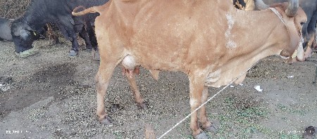 ફુલ જવાબ દીર વેચવાની છે