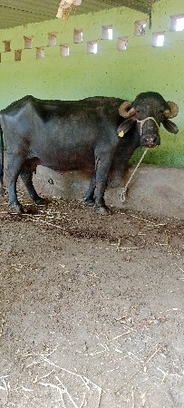 ભેસ વેસવા ની સે