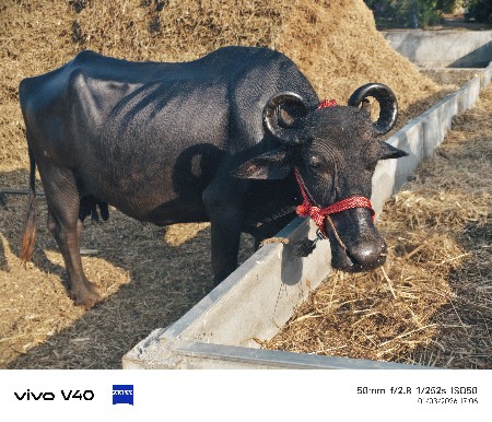 વેચવાની છે