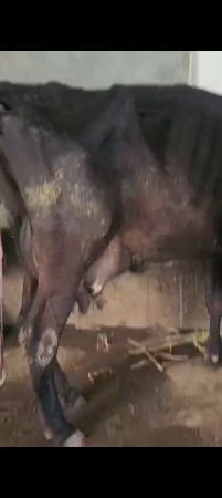 ગાય વેસવાની છે