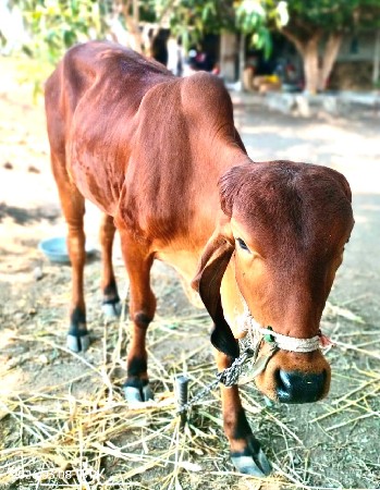 थंबनेल 3