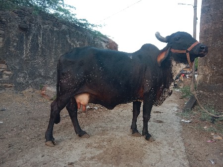 થંબનેલ 2