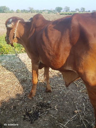 થંબનેલ 3