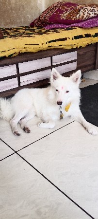 કોમેડિયન મેલ ડોગ