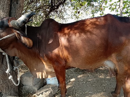 थंबनेल 3