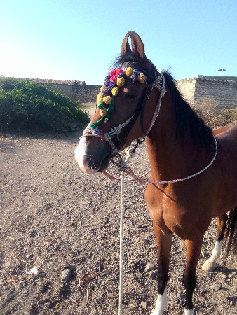 થંબનેલ 3