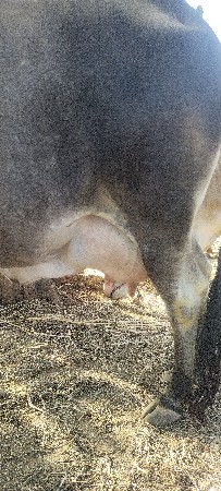 વેચવાની છે