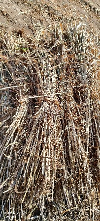 બાજરાની ચાર દેવાની