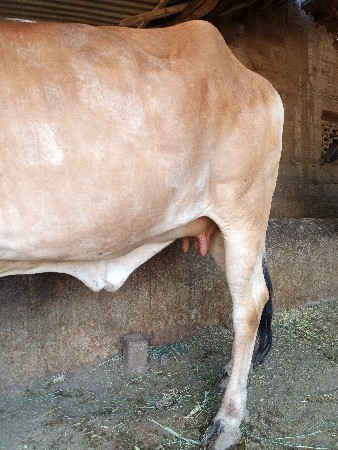 थंबनेल 3