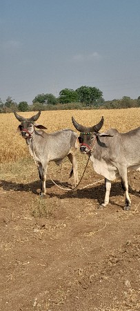 ગોઢલા વેચવાના છે