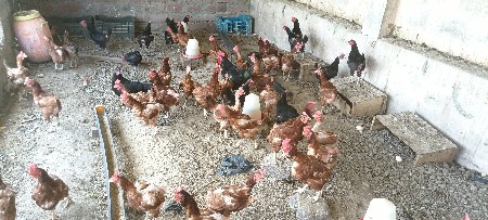 દેશી ઈંડામાં ઈંડાનું મશીન કહેવાથી