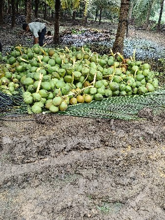 નારિયેળી ઇજારો આપવાનો છે