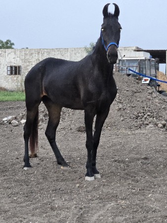 થંબનેલ 2