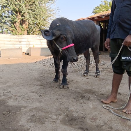 થંબનેલ 2