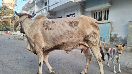 ગાય વેચવાની છે.