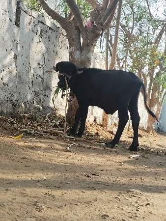 थंबनेल 2