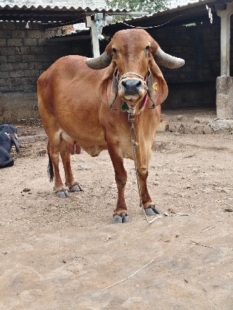 ગીર ગાય વેચવાની છે ગીર ગાય વેચવાની