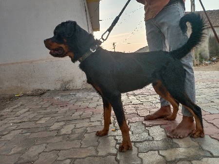 થંબનેલ 2