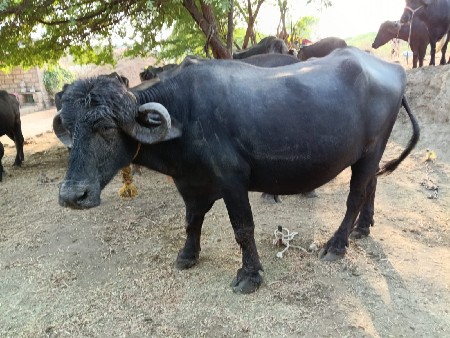 थंबनेल 3