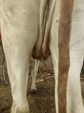 ગાયો વેચવાની છે