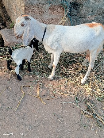 થંબનેલ 3