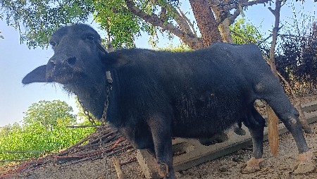 ભેંસ વેચવાની છેઃ