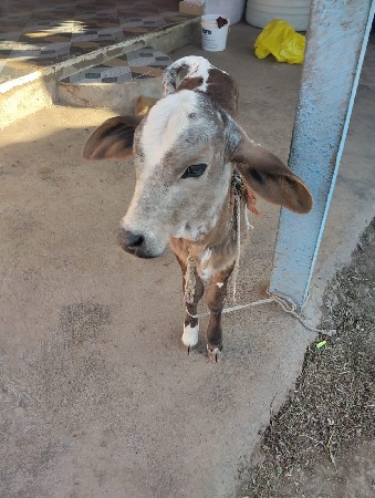 થંબનેલ 2