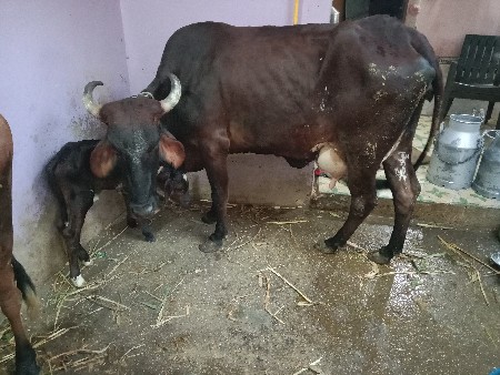 थंबनेल 2