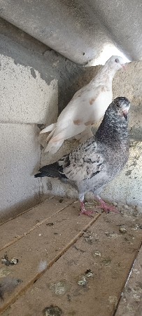 थंबनेल 3