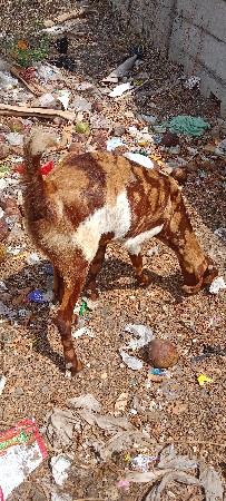 રાજસ્થાની ક્રોસ બકરી વેચવાની છે