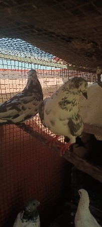 1 jodi Kabootar vesavana se